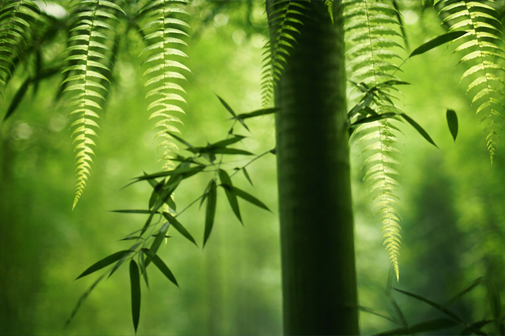 helecho-bambu